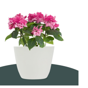 Kuber Industries Pack of 6 Flower Pot | 5 Inch | Flower Planters Pots for Balcony | Flower Pot for Living Room-Office | Flower Planters for Home-office-Lawns & Garden | Plain Cool | White