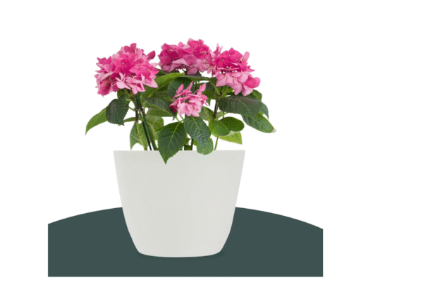 Kuber Industries Pack of 6 Flower Pot | 5 Inch | Flower Planters Pots for Balcony | Flower Pot for Living Room-Office | Flower Planters for Home-office-Lawns & Garden | Plain Cool | White