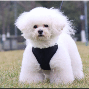 Heart Home Reflective Dog Harness With Adjustable Leash|Breathable Polyester Mesh Fabric With Top carry Handle|Medium Size|HAT-818|Comfortable No-Pull Grip|Quick Release Buckles|Black