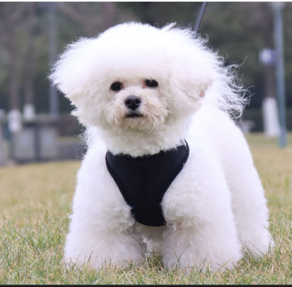 Heart Home Reflective Dog Harness With Adjustable Leash|Breathable Polyester Mesh Fabric With Top carry Handle|Medium Size|HAT-818|Comfortable No-Pull Grip|Quick Release Buckles|Black